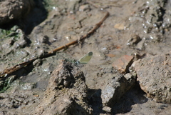 Dismorphiinae
