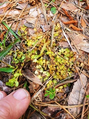 Sceptridium lunarioides