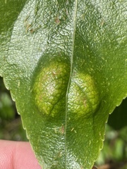 Taphrina populi-salicis