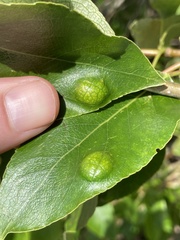 Taphrina populi-salicis