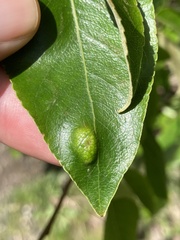 Taphrina populi-salicis