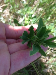 Melilotus officinalis