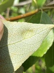 Taphrina populi-salicis