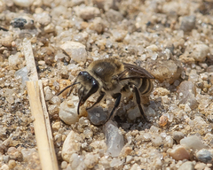 Colletes validus