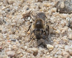 Colletes validus