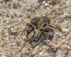 Colletes validus