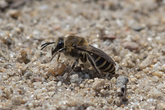 Colletes validus