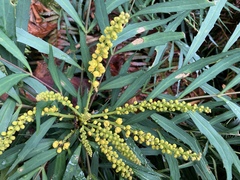 Berberis eurybracteata
