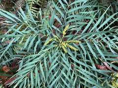 Berberis eurybracteata