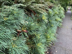 Berberis eurybracteata