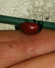 Chrysolina lucida