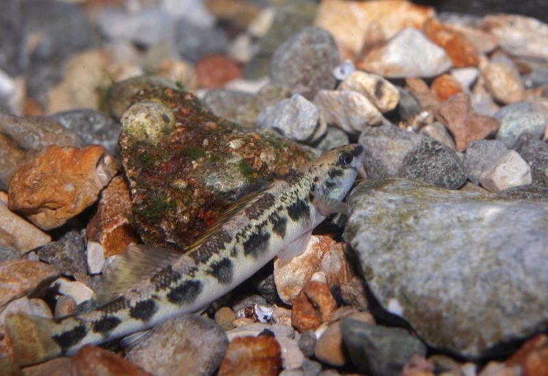 Guadalupe Darter
