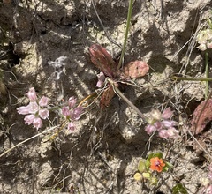 Allium hickmanii