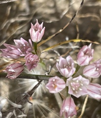 Allium hickmanii