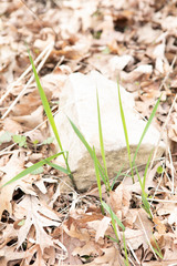 Oryzopsis asperifolia