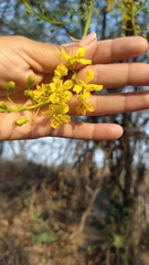 Conzattia multiflora