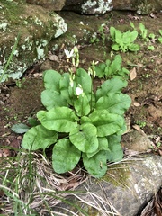 Primula frenchii