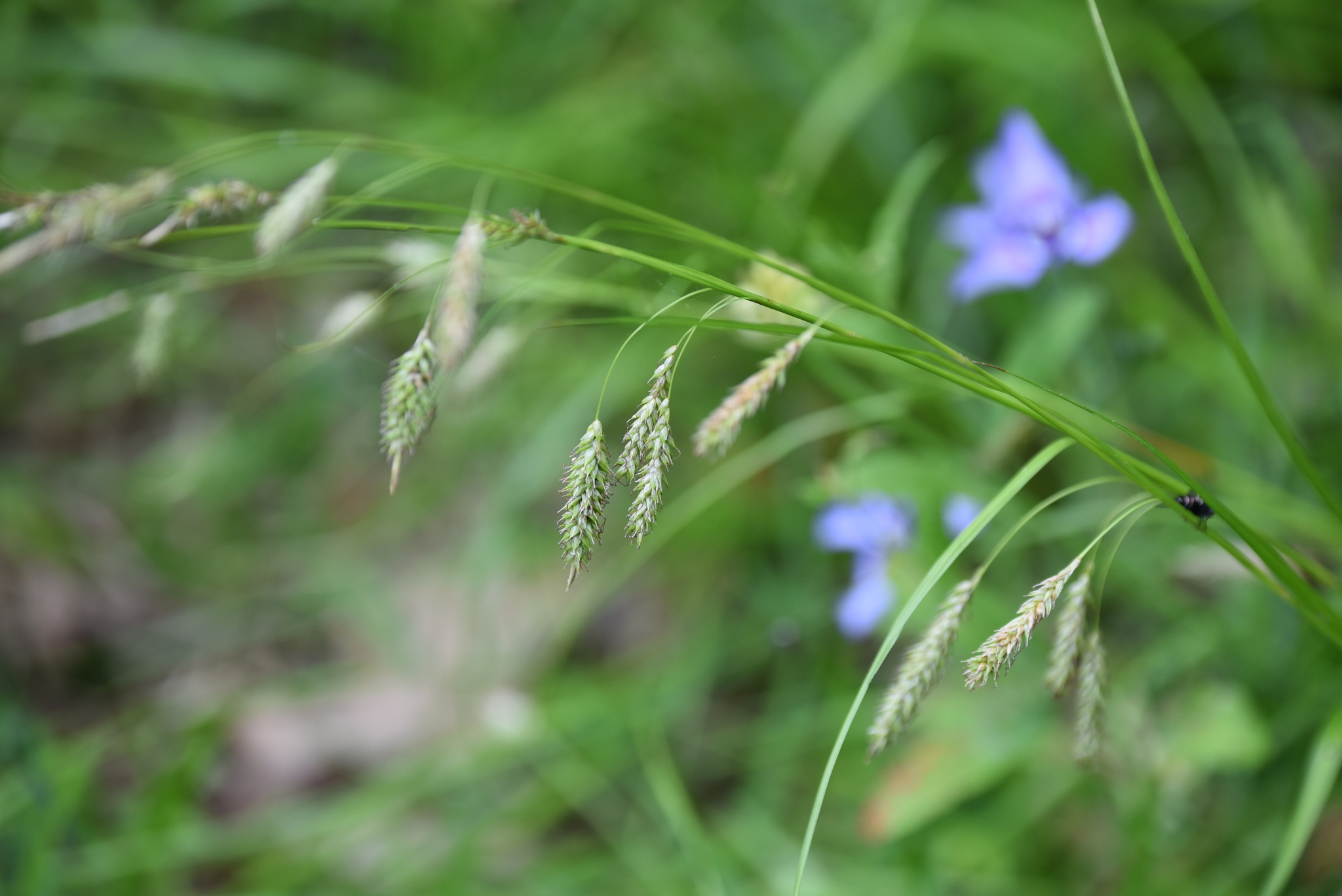 Carex cherokeensis