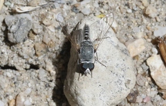 Aphoebantus