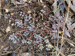 Euphorbia dallachyana