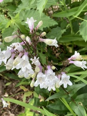 Penstemon laxiflorus