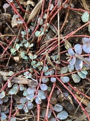Euphorbia dallachyana