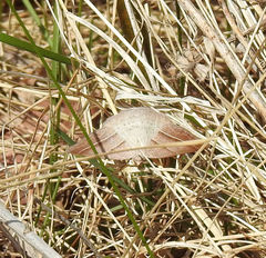Petrophora subaequaria