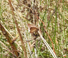 Petrophora subaequaria