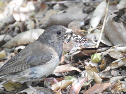 iNaturalist observation photo of Dark-eyed Junco