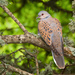 European Turtle Dove - Photo (c) Paul Cools, some rights reserved (CC BY-NC)