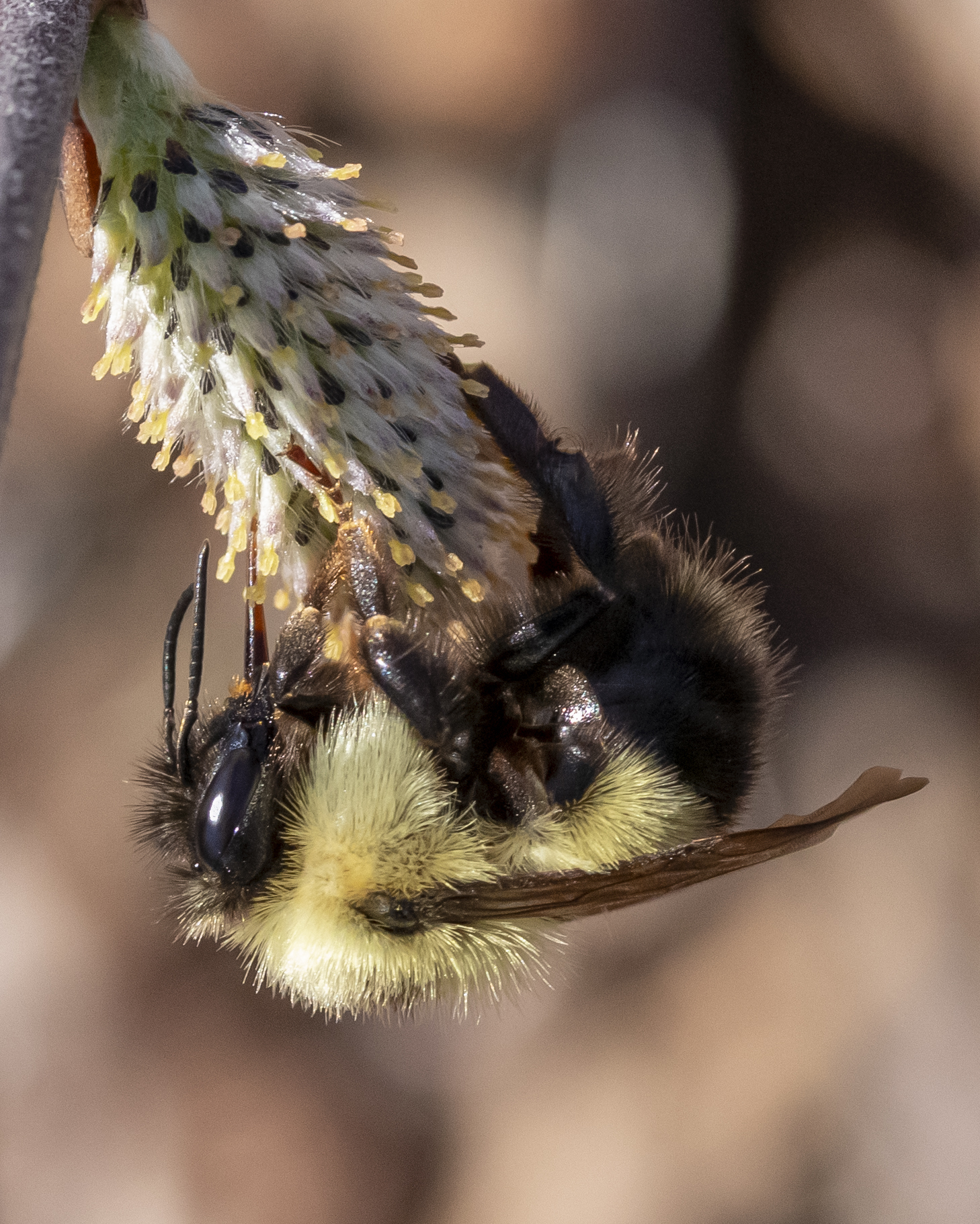 Onlayn porno katta Dick bilan qora yigit DIY jinsiy oyinchoqlar