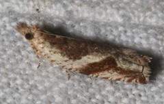 Ancylis volutana