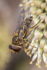 Eupeodes latifasciatus
