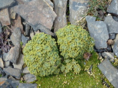 Werneria dactylophylla