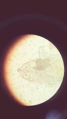 Tardigrada