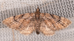 Eupithecia peckorum