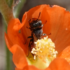 Macrotera