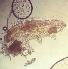 Tardigrada