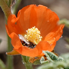 Macrotera