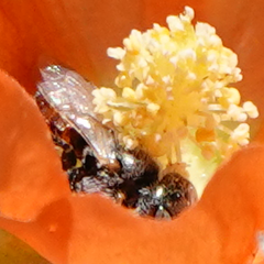 Macrotera