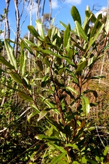 Elaeocarpus dentatus