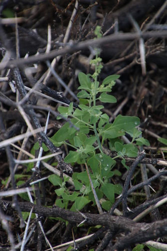 Nama Goosefoot (Chenopodium phillipsianum)