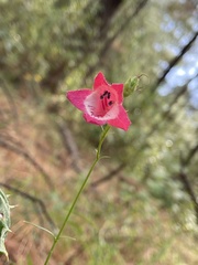 Penstemon miniatus