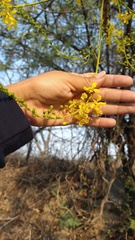 Conzattia multiflora