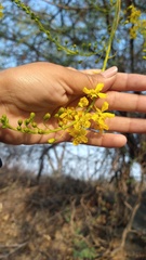Conzattia multiflora