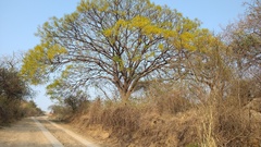 Conzattia multiflora
