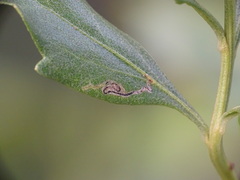 Bucculatrix ivella
