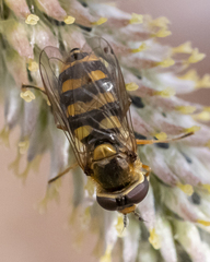 Eupeodes latifasciatus