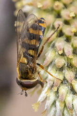 Eupeodes latifasciatus