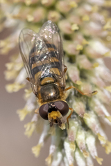 Eupeodes latifasciatus